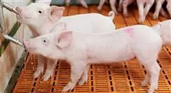 diplomado online nutrición y alimentación de cerdos para nutricionistas