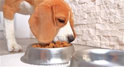 curso nutrición y alimentación de caninos y felinos para nutricionistas