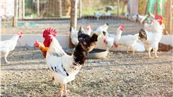 curso nutrición y alimentación de aves para nutricionistas