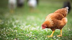 diplomado nutrición y alimentación de aves para nutricionistas