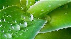 maestria avances fitoterapia aplicada nutri