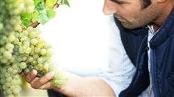 curso online analisis quimico compuestos uva vino