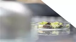 ##IMAGE##