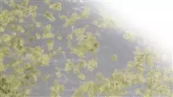 ##IMAGE##