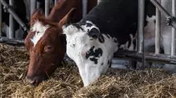 ##IMAGE##