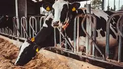 ##IMAGE##