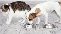 ##IMAGE##