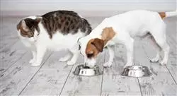 especialización nutrición y alimentación de caninos y felinos para nutricionistas