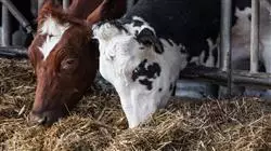 ##IMAGE##