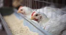 cursos nutrición y alimentación en avicultura para nutricionistas