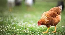 especializacion nutrición y alimentación en avicultura para nutricionistas
