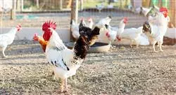 experto nutrición y alimentación en avicultura para nutricionistas