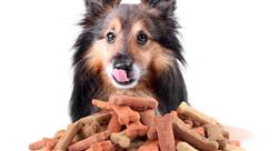 curso digestibilidad proteina ideal avances nutricion animal 6