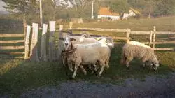 ##IMAGE##