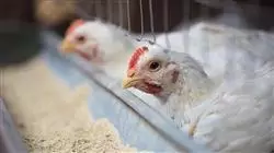 ##IMAGE##
