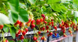 diplomado online validacion procesos sector agroalimentario nutricionistas