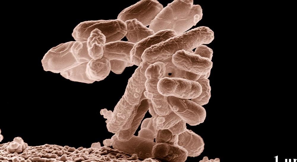estudiar microbiota en neonatología y pediatría para nutricionistas