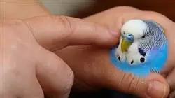 ##IMAGE##
