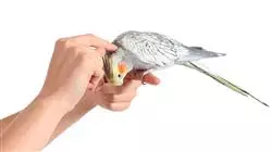 ##IMAGE##