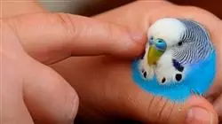 ##IMAGE##