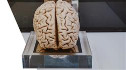especializacion psiconeuroinmunoendocrinologia