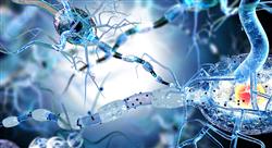 experto neuroanatomia Tech Universidad
