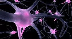 curso online neuroanatomia trastornos Tech Universidad