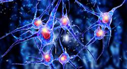 curso online bioquimica neuroanatomia Tech Universidad