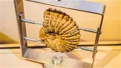 diplomado online didactica conocimiento ciencias naturaleza educacion primaria