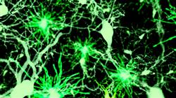 curso online neurociencias aplicadas