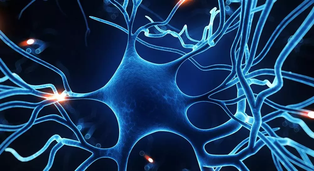 formacion neuroeducación
