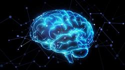 diplomado bases neurociencias