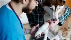 ##IMAGE##
