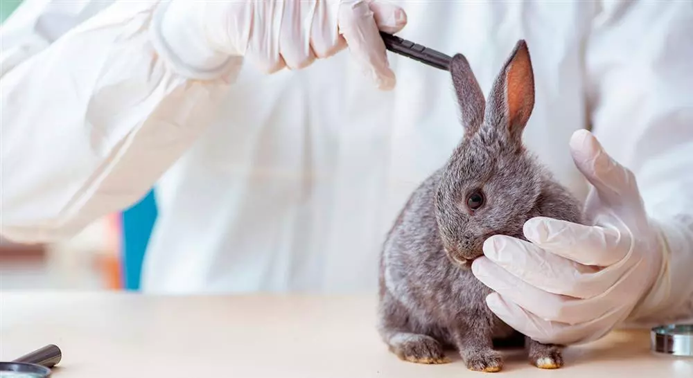 experto universitario diseño gestión y tratamiento del ensayo clínico veterinario