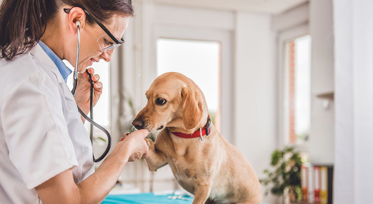 Diplomado En Finanzas Para La Gestion De Centros Veterinarios Tech Guatemala