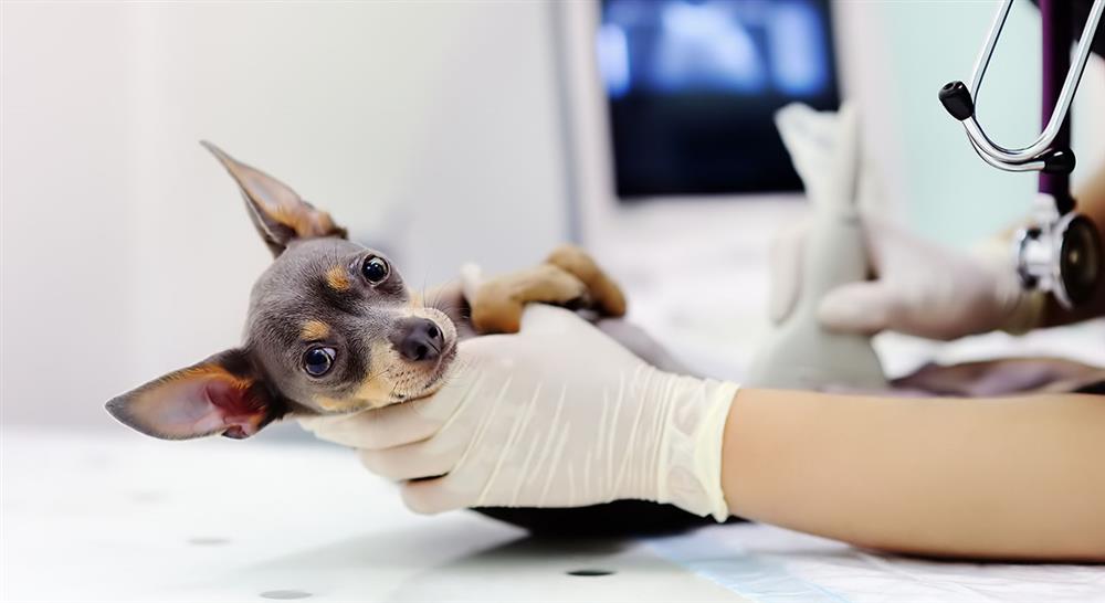 posgrado finanzas para la gestión de centros veterinarios