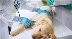 curso finanzas para la gestión de centros veterinarios