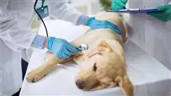 ##IMAGE##