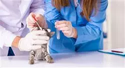 curso ensayos clínicos veterinarios en laboratorios y granjas
