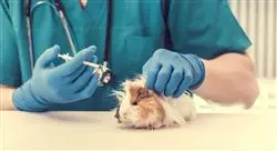 diplomado ensayos clínicos veterinarios en laboratorios y granjas