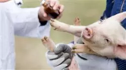 ##IMAGE##