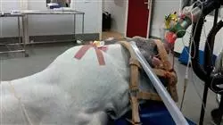 ##IMAGE##