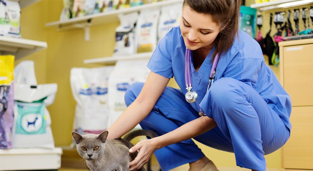 diplomado aspectos legales y administración en los centros veterinarios