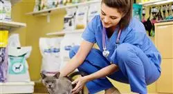 diplomado aspectos legales y administración en los centros veterinarios