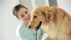 diplomado onlinee liderazgo habilidades directivas aplicadas centros veterinarios