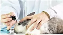 ##IMAGE##