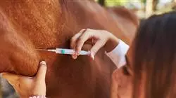 ##IMAGE##