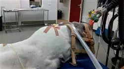 ##IMAGE##