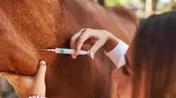 ##IMAGE##