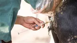 ##IMAGE##
